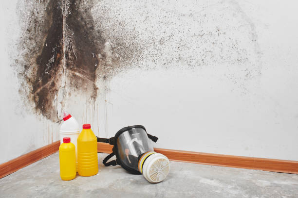 Best Certified Mold Removal  in Scissors, TX