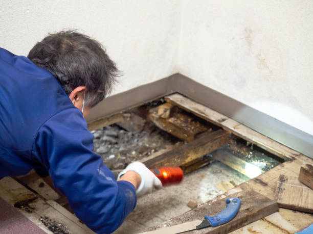 Best Mold Testing  in Scissors, TX