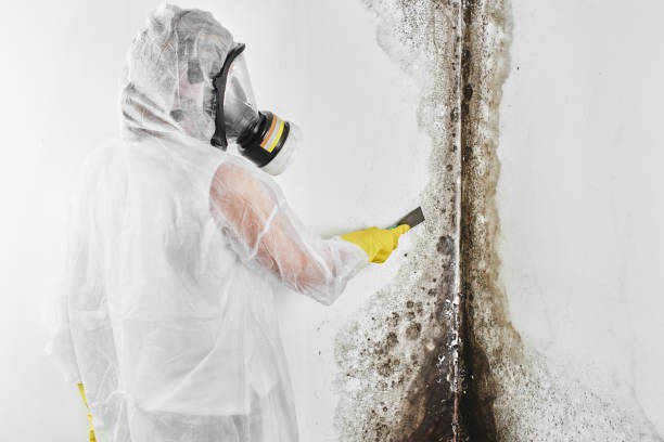 Best Mold Testing  in Scissors, TX
