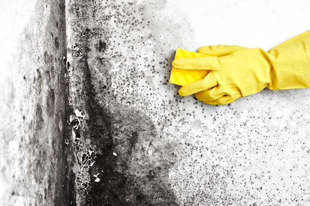 Best Black Mold Removal  in Scissors, TX