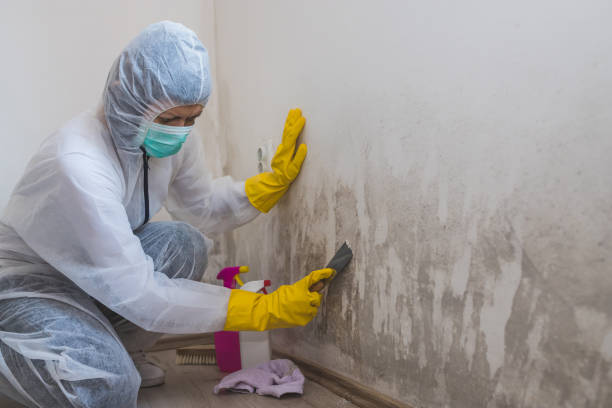 Best Mold Remediation  in Scissors, TX