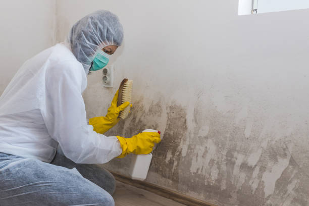 Best Commercial Mold Removal  in Scissors, TX