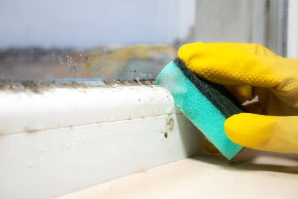 Reliable Scissors, TX Mold Removal Solutions