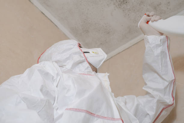 Best Affordable Mold Removal  in Scissors, TX