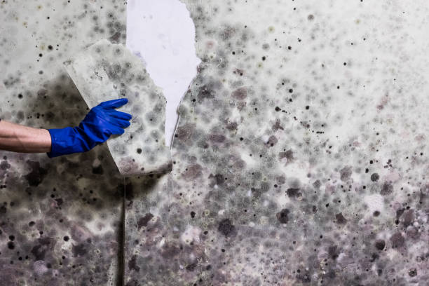 Best Best Mold Removal Companies  in Scissors, TX