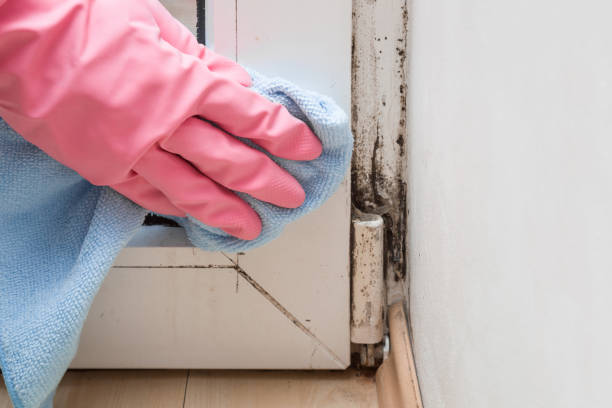 Best Professional Mold Removal  in Scissors, TX