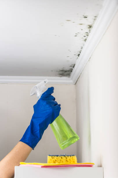 Best Professional Mold Removal  in Scissors, TX
