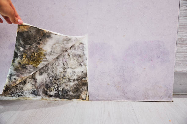  Scissors, TX Mold Removal Pros